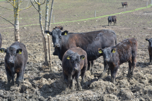 Norme noi pentru clasificarea carcaselor și ale bovinelor vii