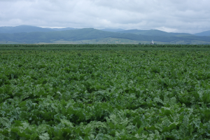 ANT sector vegetal pentru anul de cerere 2020, aproape 44 de milioane de euro
