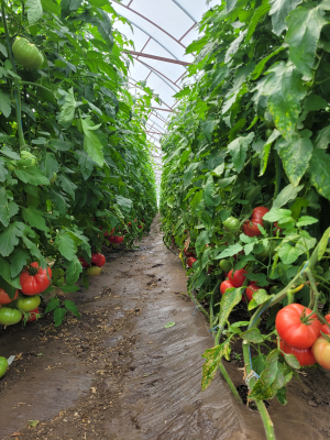 „Tomata” continuă și în 2023. Ajutorul de minimis, 3.000 euro/1.000 mp/beneficiar