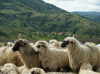 „Sărbătoarea Crescătorilor de Animale” în județul Cluj, la Soporu de Câmpie