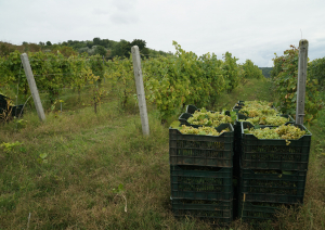 PNS în sectorul vitivinicol, 7 tipuri de intervenții