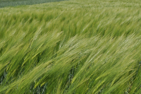 Cultura orzului de bere, profitabilă doar prin acordarea unui sprijin cuplat agricultorilor
