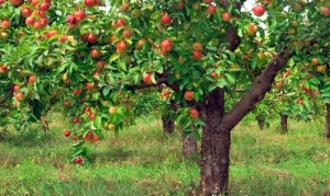 Anunț Eurostat! Cifre îmbucurătoare cu privire la suprafața cu pomi fructiferi a României