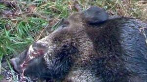 Alertă pe Fondul de Vânătoare 22 Panic din județul Sălaj – pesta porcină africană, confirmată la un mistreț