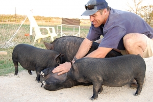 Tranșa a doua de plăți destinate despăgubirii zootehniștilor afectați de pesta porcină africană a fost redirecționată către DSVSA-uri