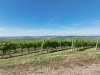 Mondial, sectorul vitivinicol traversează o criză