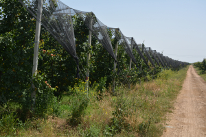 Cererile de finanțare pentru sectoarele agricol și pomicol, submăsurile 16.4 și 16.4a, se pot depune până la 31 martie 2022