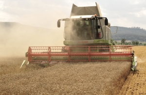 Așteptările privind producția de grâu european continuă să fie mari, chiar dacă estimările privind recolta din Franța sunt în scădere. Previziunile privind producția din România, la jumătate față de cea din Hexagon