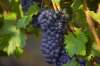 Soluții de ultimă generație pentru protecția plantațiilor viticole