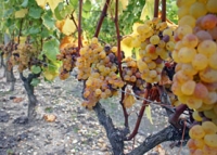 Sauternes (I)