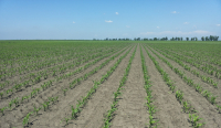 Schimbările climatice și sterilitatea la porumb