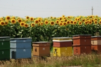 Buburuza mică răstoarnă recolta mare