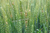 Cum vă puteți proteja culturile de Fusarium graminearum