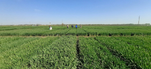 SCDA Lovrin: „Managementul bolilor din culturile de cereale în contextul modificărilor climatice” – 19 mai 2022