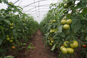 Prelungirea termenului limită de recoltare a tomatelor până la final de iulie, solicitarea legumicultorilor