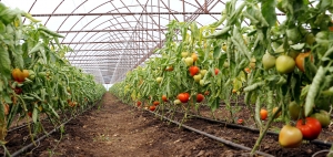 Cu ajutor de la Guvernul României în valoare de aproape 24 de milioane de euro, producătorii de tomate în spații protejate au scos pe piață 50.000 de tone de marfă în 2017