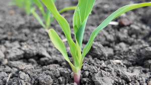 Asigurarea culturilor agricole, sub semnul întrebării. Fermierii solicită lansarea de urgență a intervenției DR-31