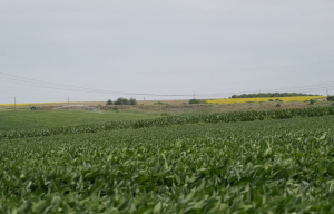 Fermierii nu au nevoie de noi costuri! O strategie trebuie să protejeze deopotrivă biodiversitatea și viitorul agriculturii românești