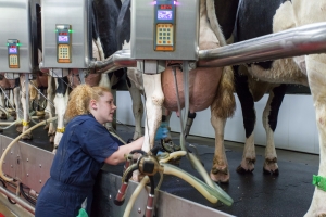 Cu mai mult de jumătate din șeptel în minus, Austria a reușit să producă aproape aceeași cantitate de lapte ca România
