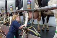 Cu mai mult de jumătate din șeptel în minus, Austria a reușit să producă aproape aceeași cantitate de lapte ca România