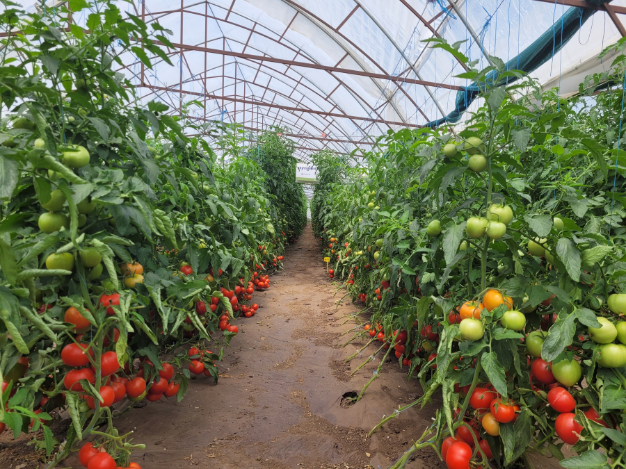 Ajutorul de minimis pentru legumele în spații protejate, buget suplimentat în 2022
