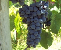 Importurile de vin s-au dublat la şase luni; piaţa vinului a scăzut la 350 milioane euro