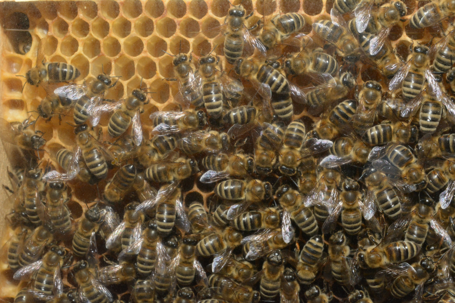 PNA 2020-2022, mai mulți bani pentru apicultori