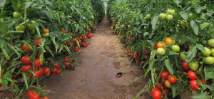 „Tomata”, un real sprijin. Taxe mai mari la importurile din țările din afara UE, solicitarea producătorilor locali