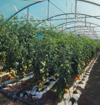 Start înscrieri în Programul de susținere a producției de legume cultivate în spații protejate