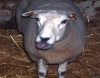 Noi cazuri de boala limbii albastre descoperite la bovine și ovine. Francezii au depistat 61 de vaci și șase oi bolnave