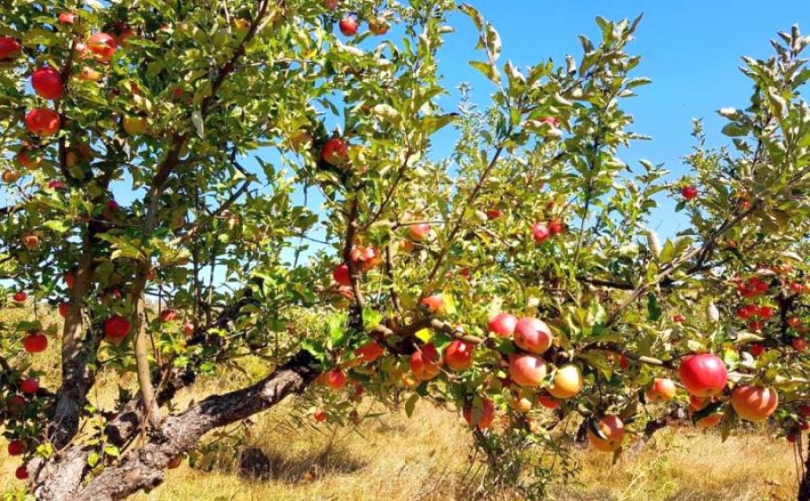 Producătorii de mere din Mureș, aproape de default