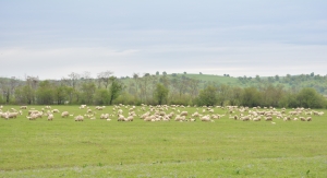 8 februarie, crescătorii de oi și capre dezbat PNS