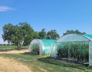 Până la 30 noiembrie 2025, direcțiile agricole plătesc subvenția pentru legumele cultivate în spații protejate