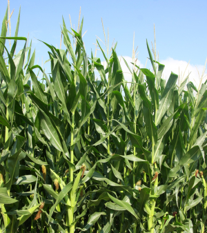Ameliorarea plantelor, într-o nouă etapă prin aplicarea NGT