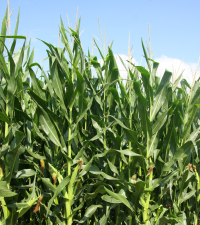 Ameliorarea plantelor, într-o nouă etapă prin aplicarea NGT
