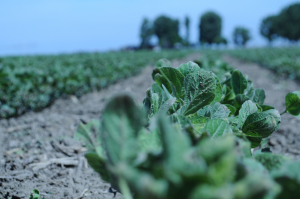 Sprijinul cuplat în sectorul vegetal riscă să devină un măr al discordiei între fermieri