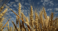 Syngenta lansează grâul hibrid X-Terra® în Europa
