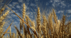 Syngenta lansează grâul hibrid X-Terra® în Europa
