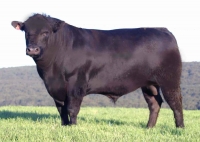 Angus din România, pentru întreaga Europă