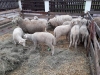 ANSVSA: Peste 135.000 de miei sacrificați până în prezent. În două săptămâni, au fost realizate aproape 6.200 de controale, în urma cărora au fost aplicate 530 de amenzi