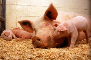 UE a dat undă verde circulației porcilor și produselor provenite de la aceștia