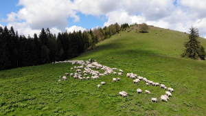 Oieritul românesc, incompetență sau interese la vârful ANSVSA?!