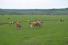 Administrarea vitaminei C la animale