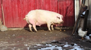 Verdict: porcul din gospodărie este vinovat de răspândirea pestei porcine africane