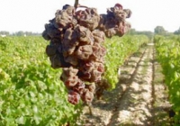 Sauternes (II)