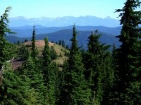 Acţiuni ample de control pentru prevenirea şi combaterea tăierilor ilegale de arbori