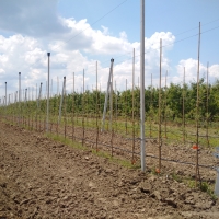 Livadă de meri model realizată de Casa Olandeză a Pomicultorului la ICDP Mărăcineni