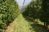 Ministerul Agriculturii, acuzat de utilizare abuzivă a sprijinului european de urgență pentru pomicultori