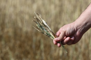 În sprijinul fermierilor afectați de secetă, ANAF a transmis în teritoriu circulara promisă