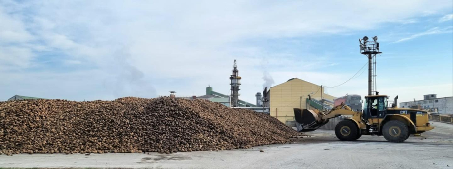 Sfecla de zahăr de pe circa 3.400 ha este procesată la fabrica de la Luduș